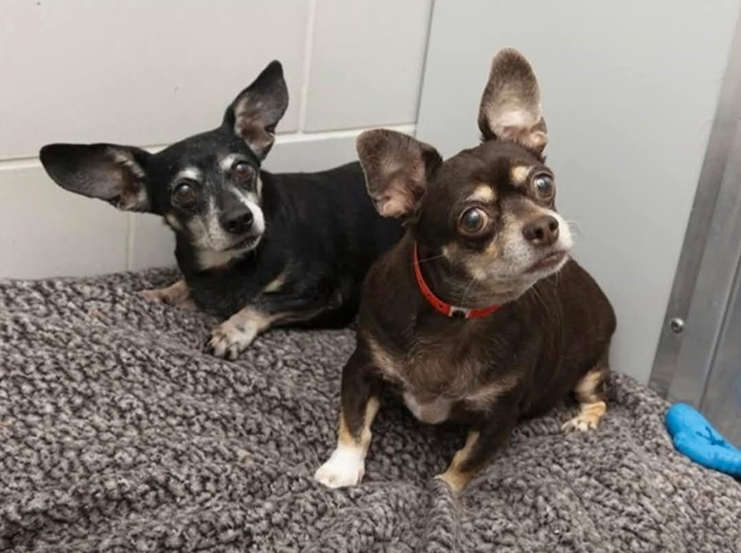 Harley, a Adoptable mixed breed in Tucson, AZ image 4/5