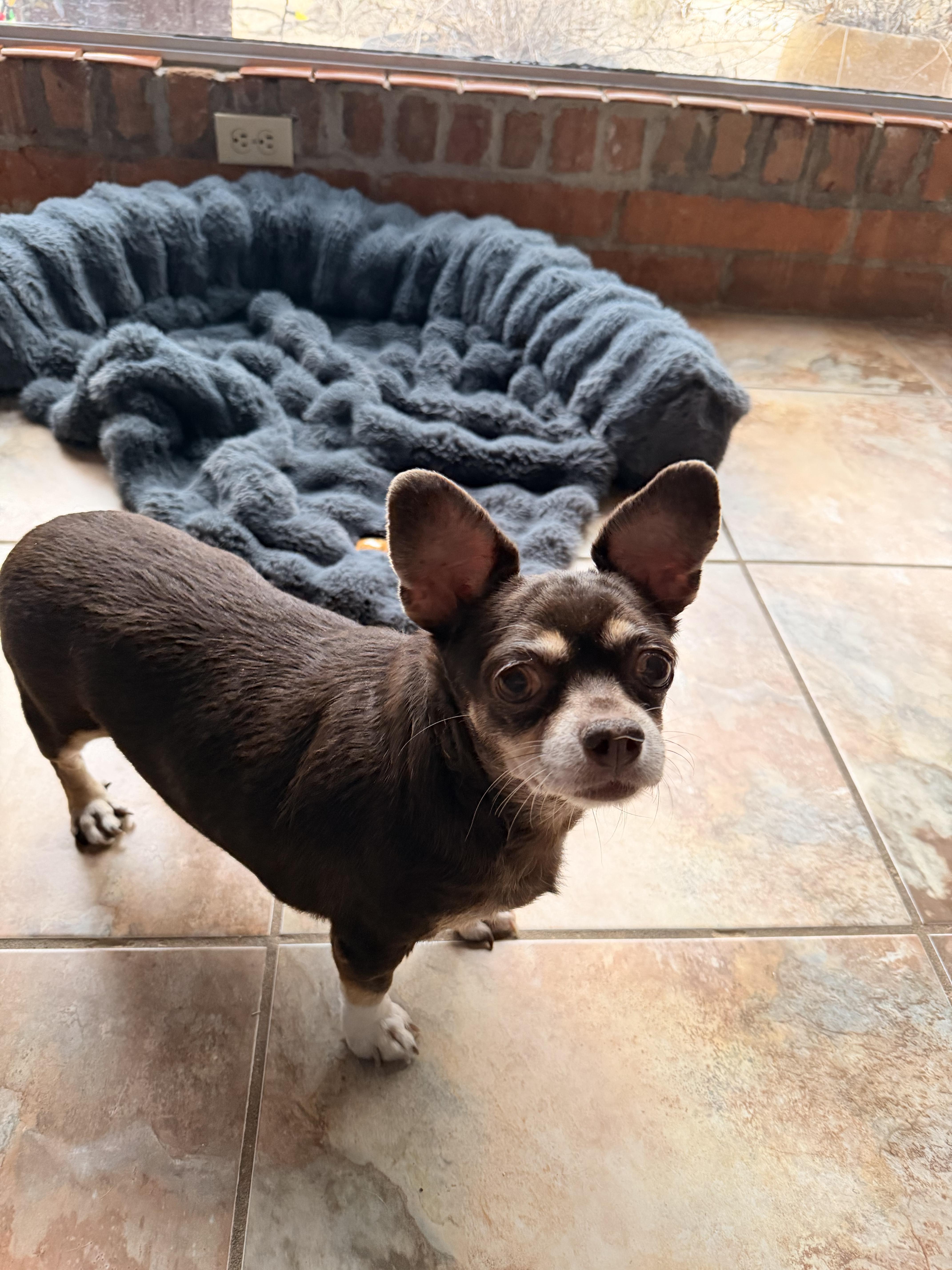 Harley, a Adoptable mixed breed in Tucson, AZ image 5/5
