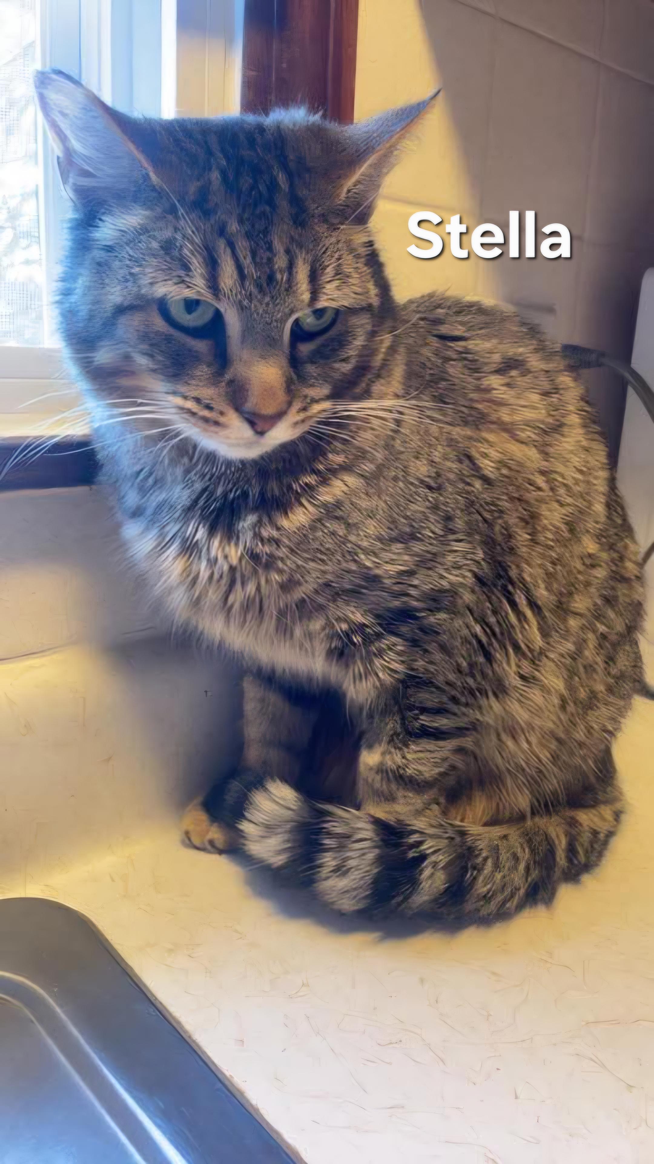 Stella, a ADOPTABLE Domestic Short Hair in Chicopee, MA image 3/3