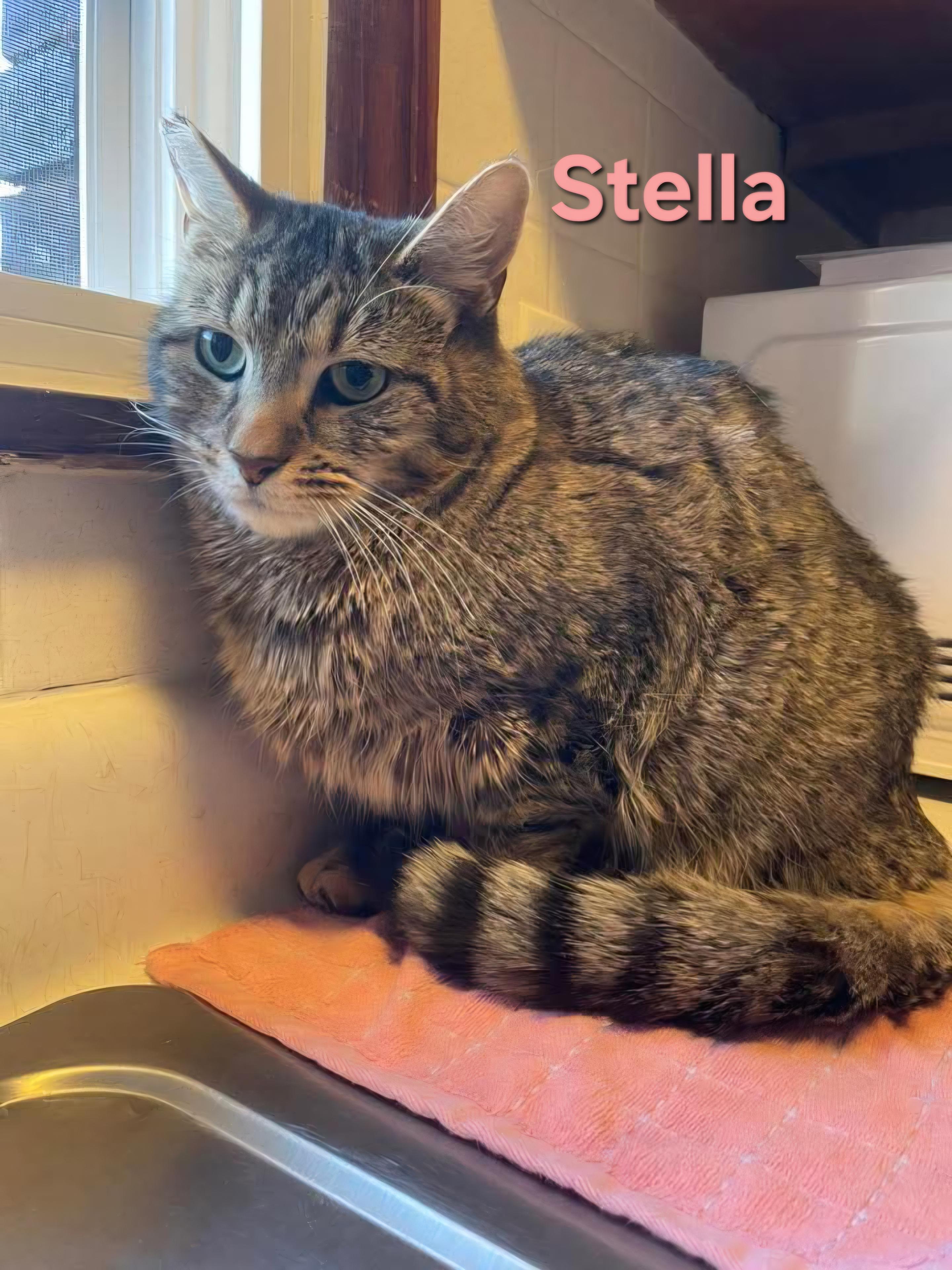 Stella, a ADOPTABLE Domestic Short Hair in Chicopee, MA image 1/3