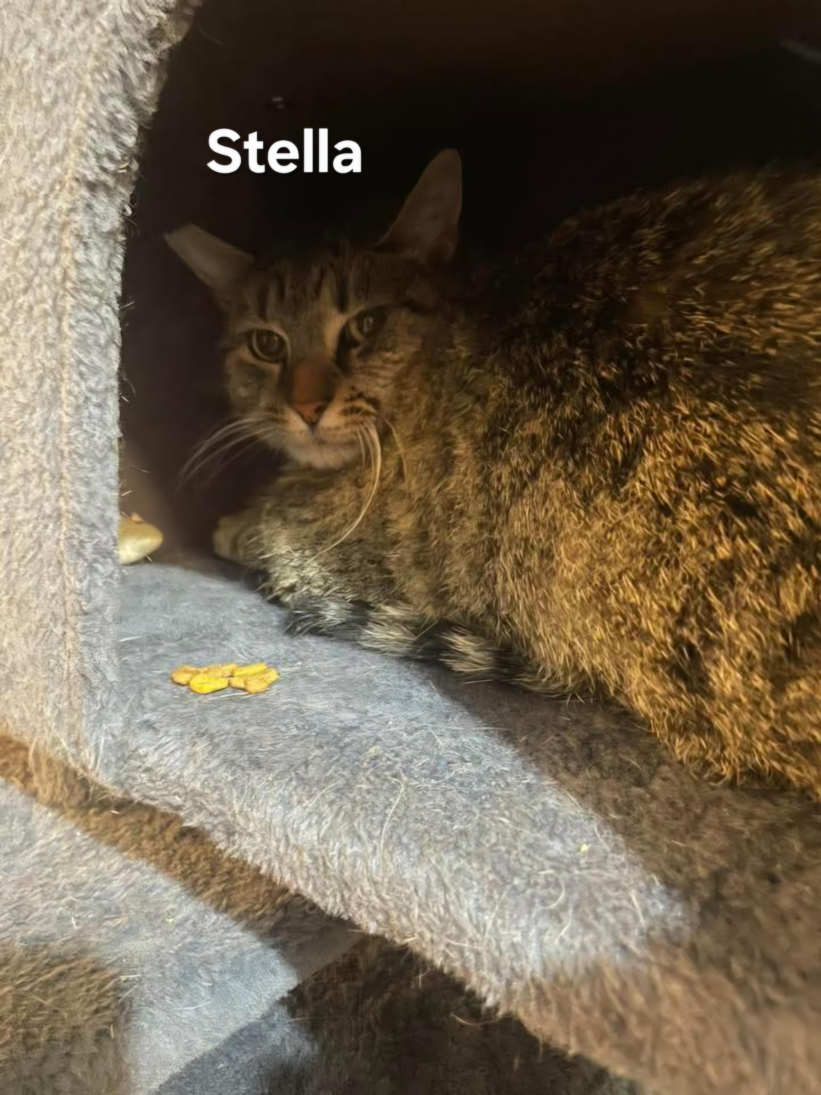 Stella, ADOPTABLE, Senior Female Domestic Short Hair.