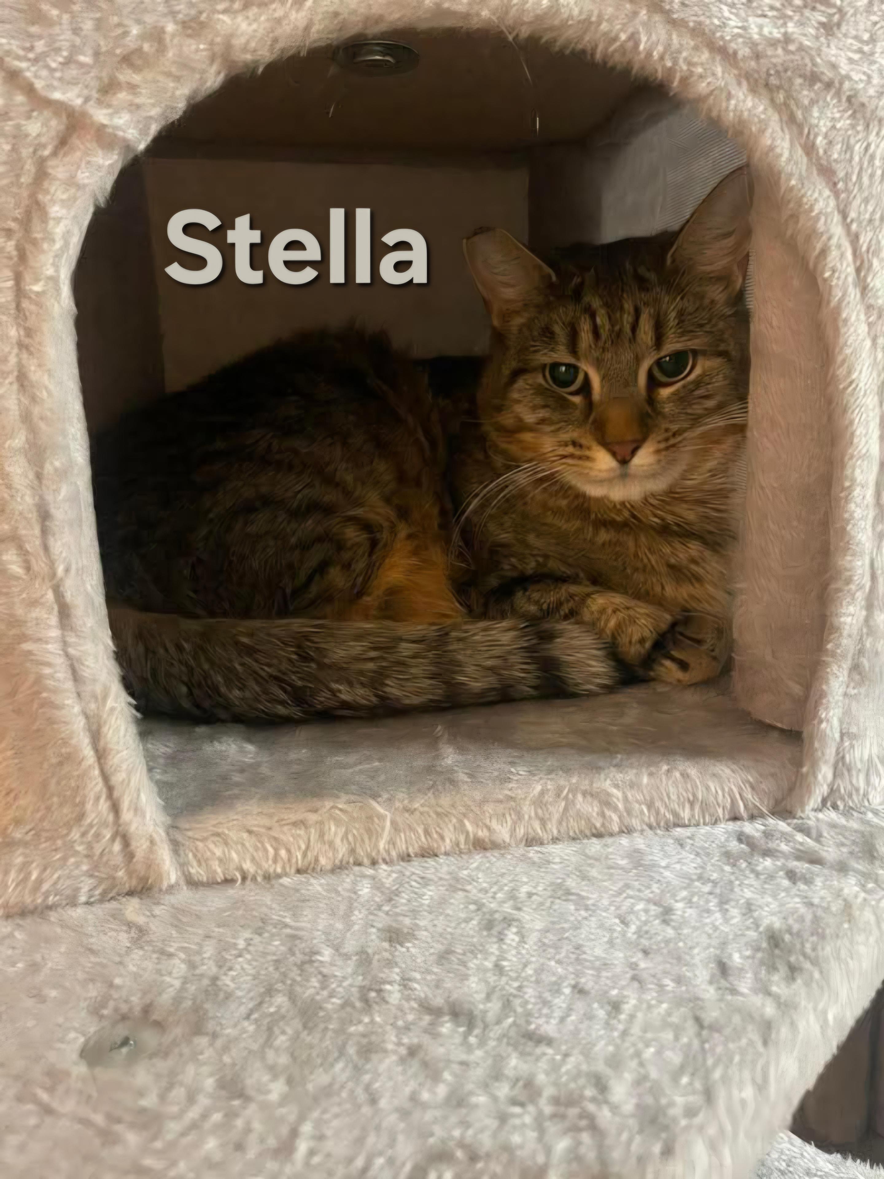 Stella, a ADOPTABLE Domestic Short Hair in Chicopee, MA image 2/3