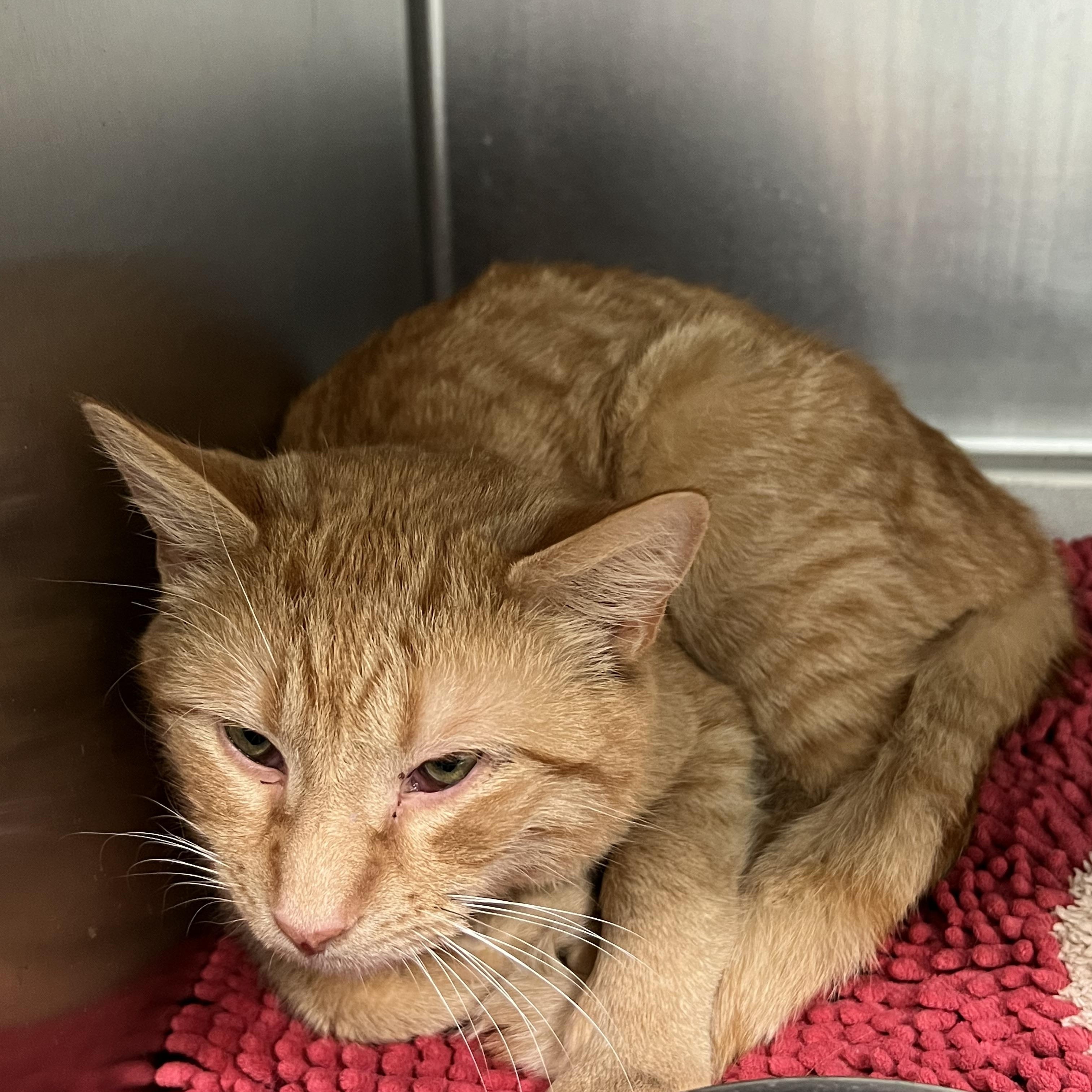 Enlarge Silas *Adoption fee sponsored*, a ADOPTABLE Domestic Short Hair in Berryville, VA image 1/1