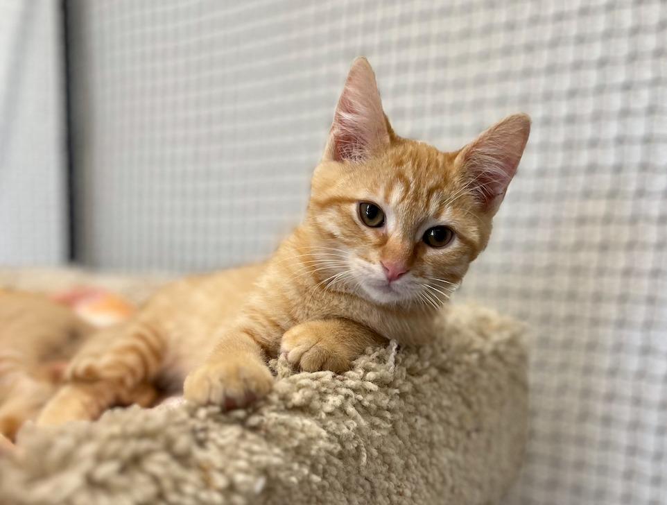 Cheese, Adoptable, Kitten Male Domestic Short Hair.