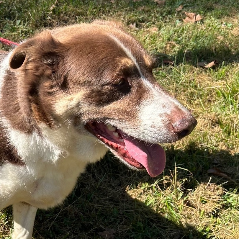 Rambo, an adoptable Spaniel in Bartonsville, PA, 18321 | Photo Image 3