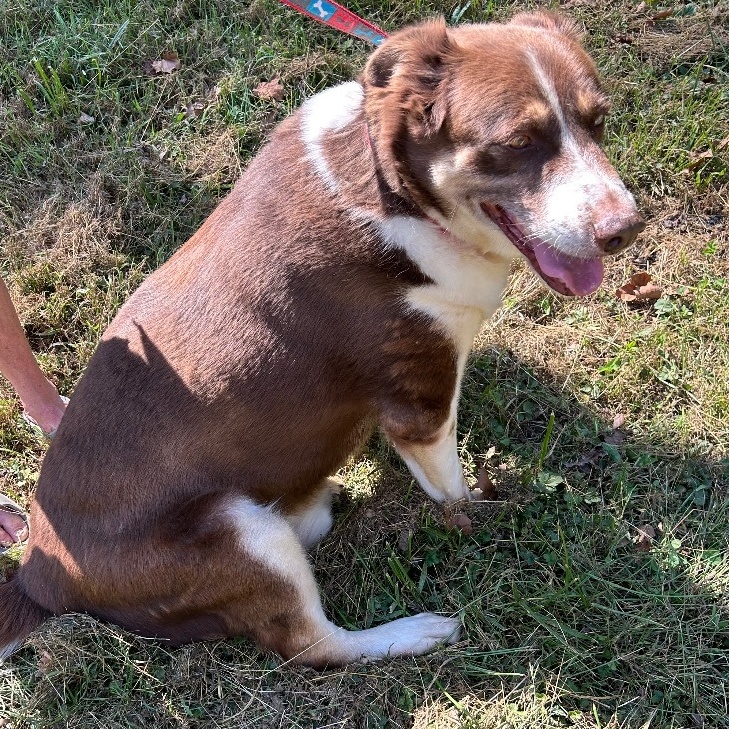 Rambo, Adoptable, Adult Male Spaniel.