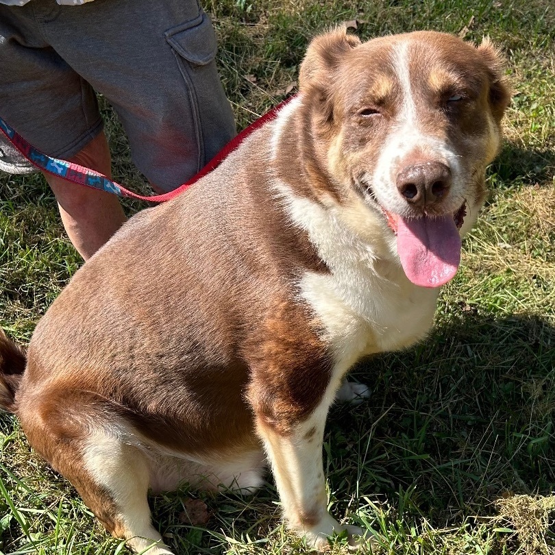 Rambo, an adoptable Spaniel in Bartonsville, PA, 18321 | Photo Image 2