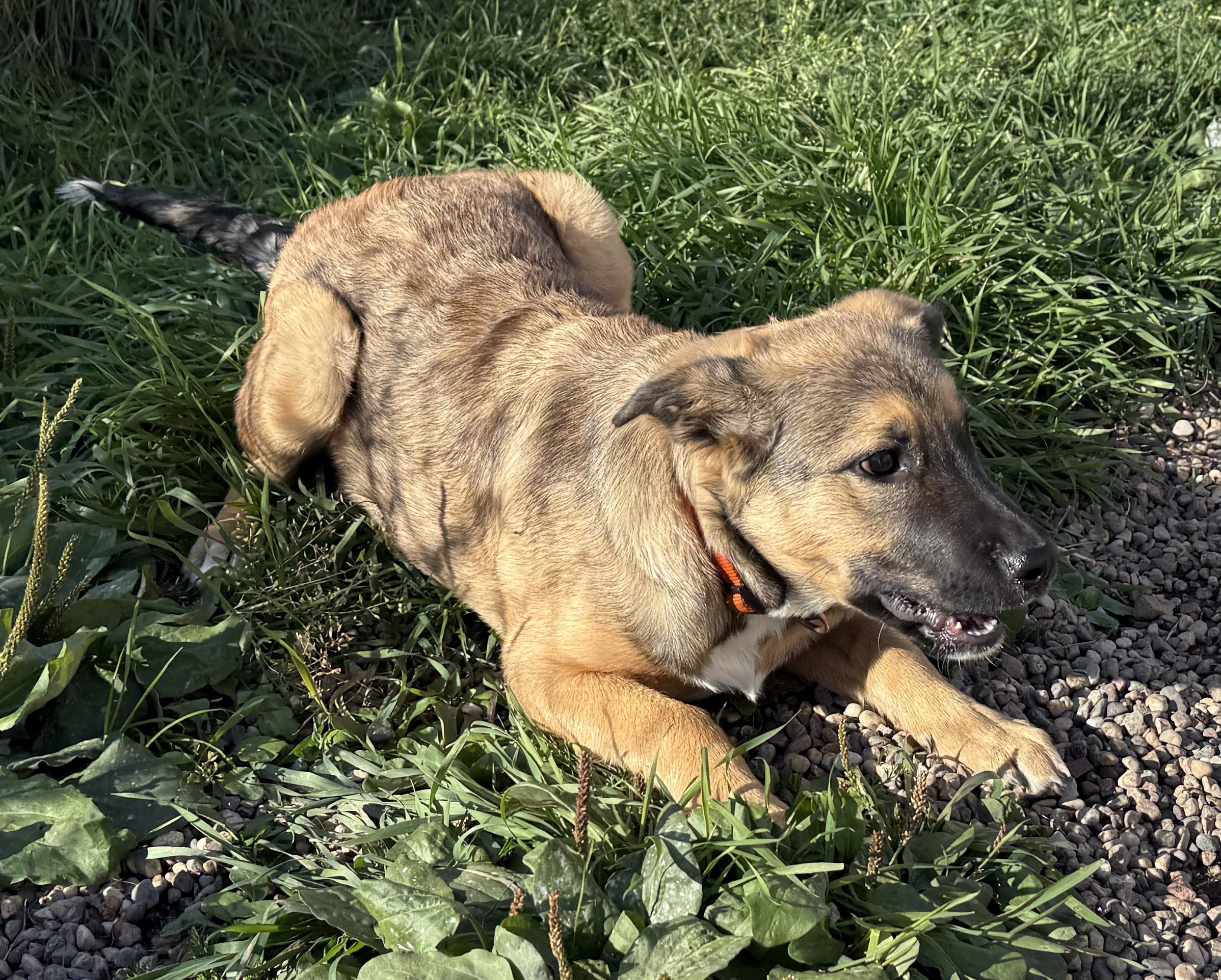 Faith, an adoptable Shepherd in Meadow Lake, SK, S9X 1Y7 | Photo Image 5