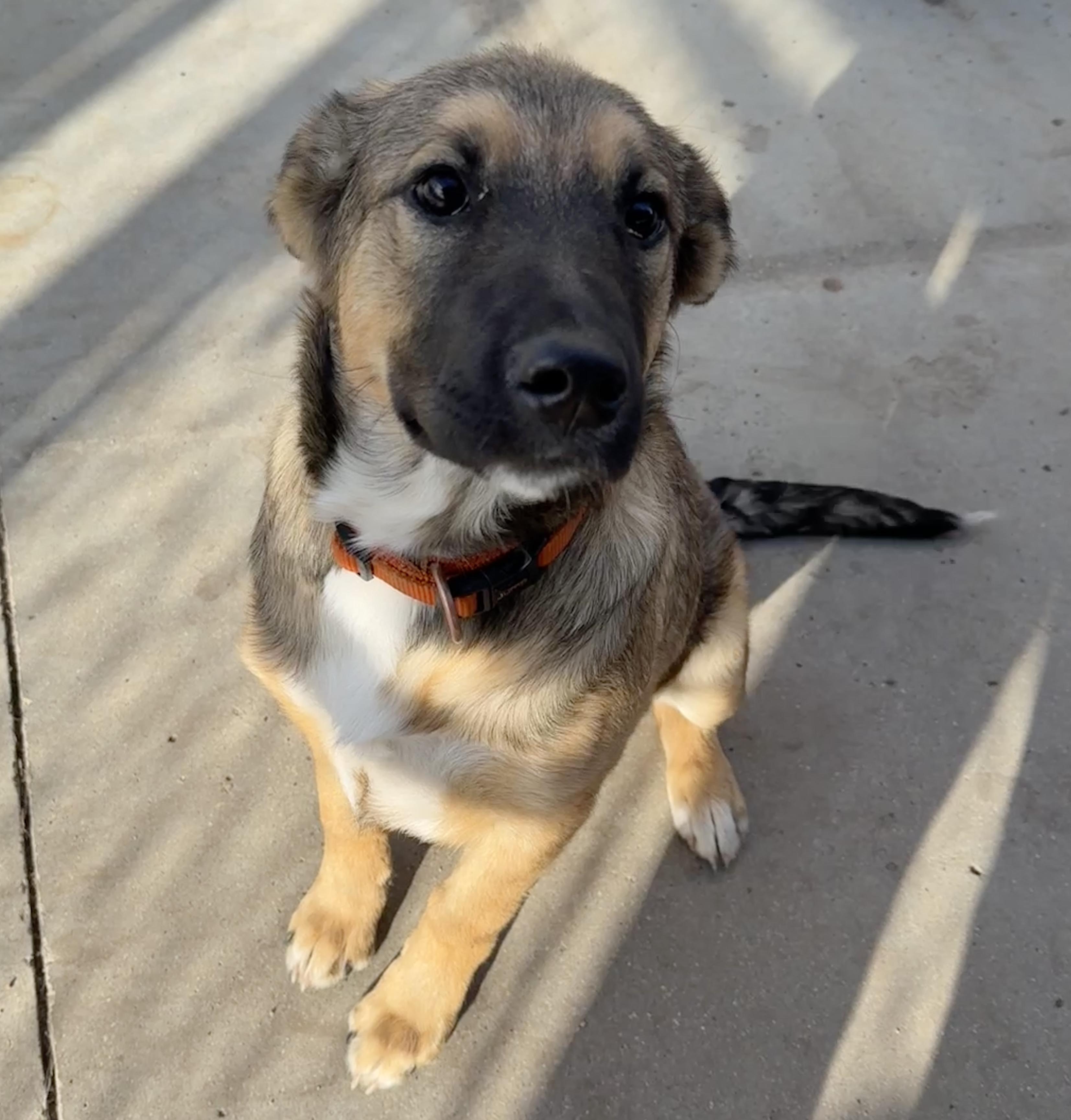 Faith, an adoptable Shepherd in Meadow Lake, SK, S9X 1Y7 | Photo Image 1