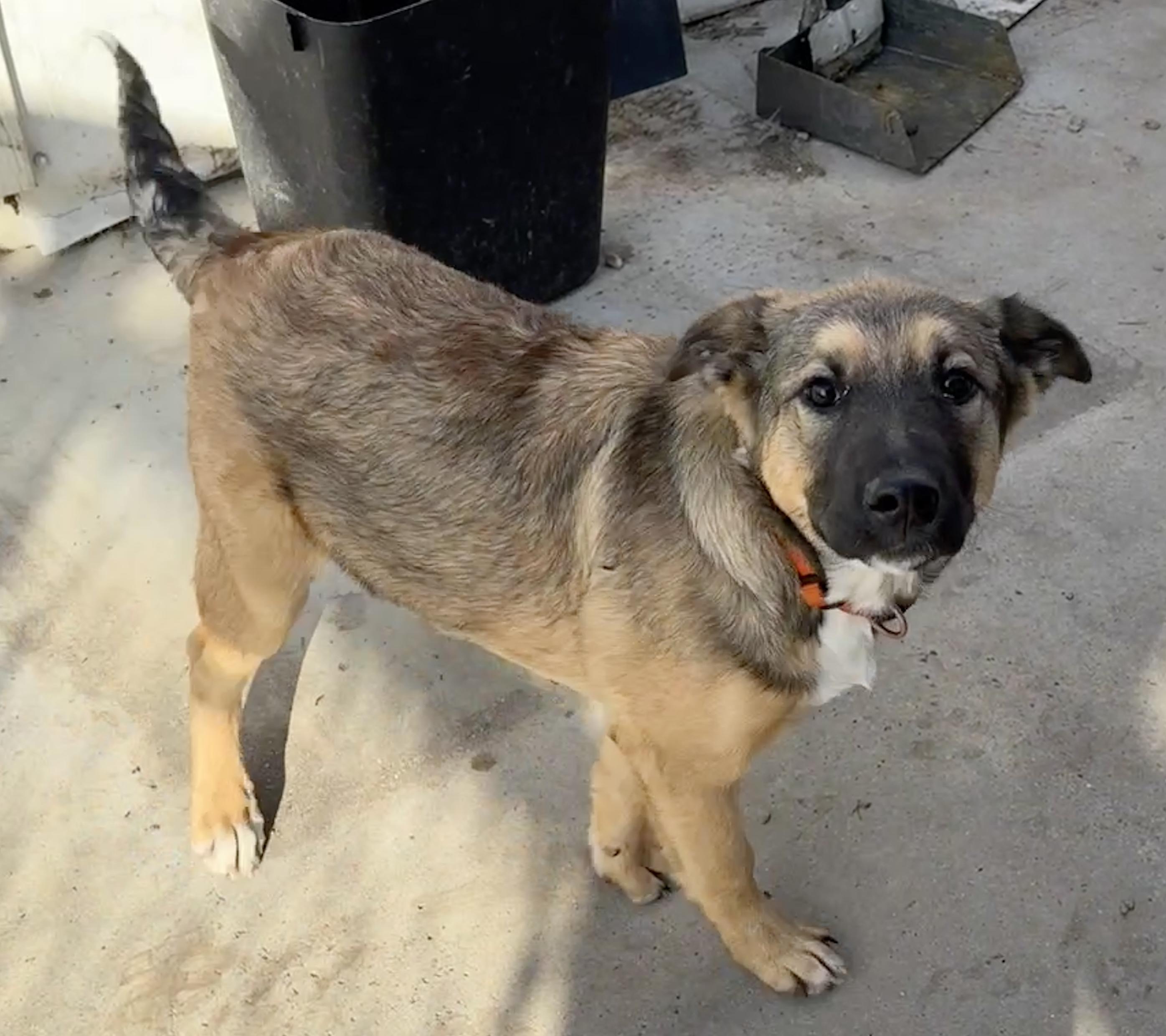 Faith, an adoptable Shepherd in Meadow Lake, SK, S9X 1Y7 | Photo Image 2