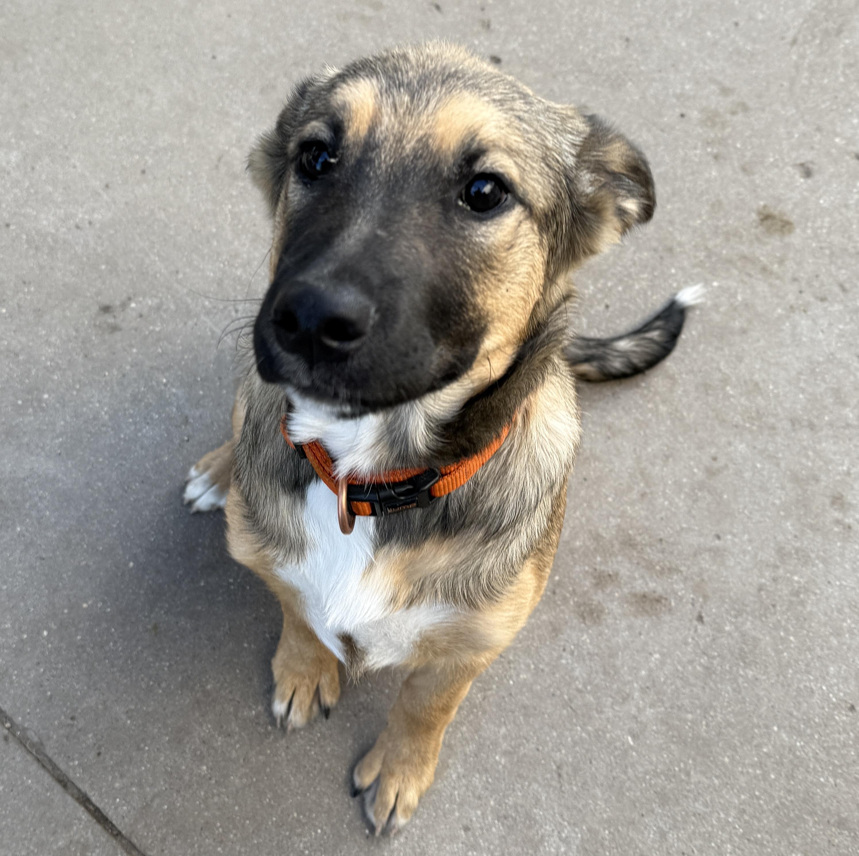 Faith, an adoptable Shepherd in Meadow Lake, SK, S9X 1Y7 | Photo Image 4