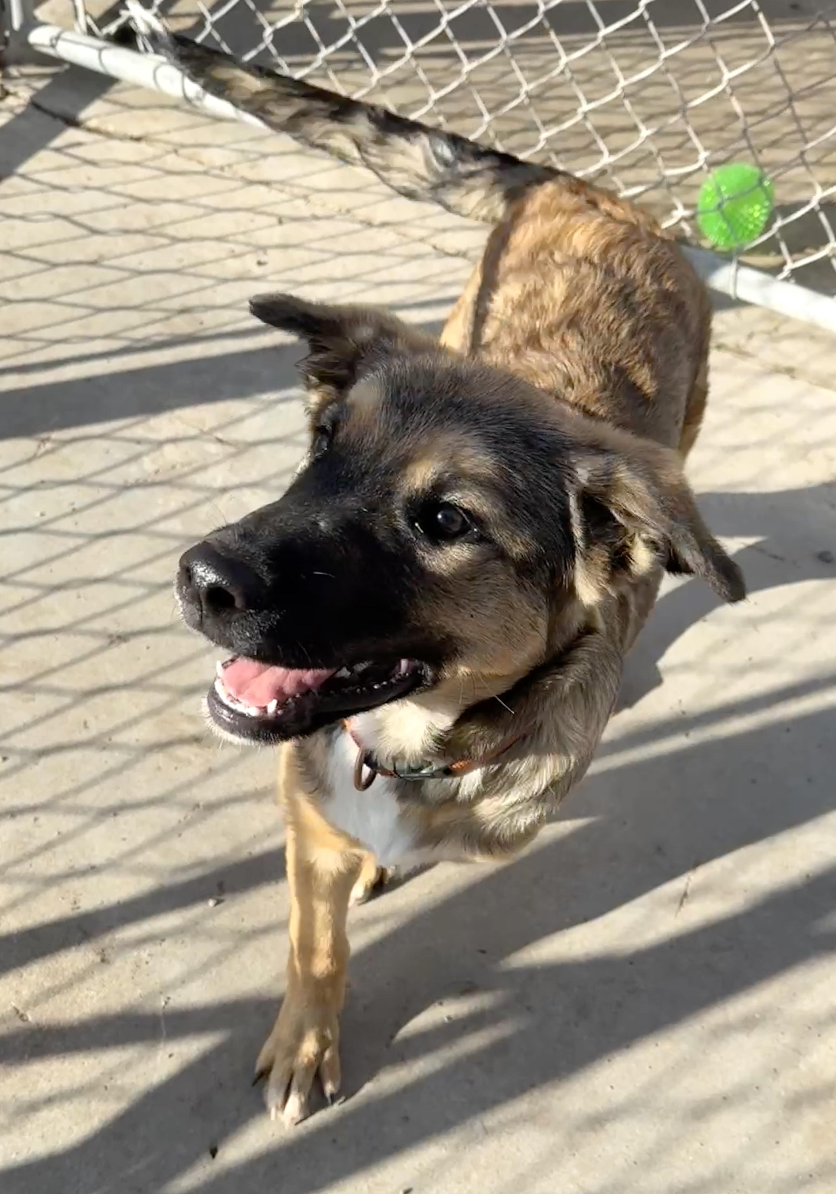 Faith, an adoptable Shepherd in Meadow Lake, SK, S9X 1Y7 | Photo Image 3