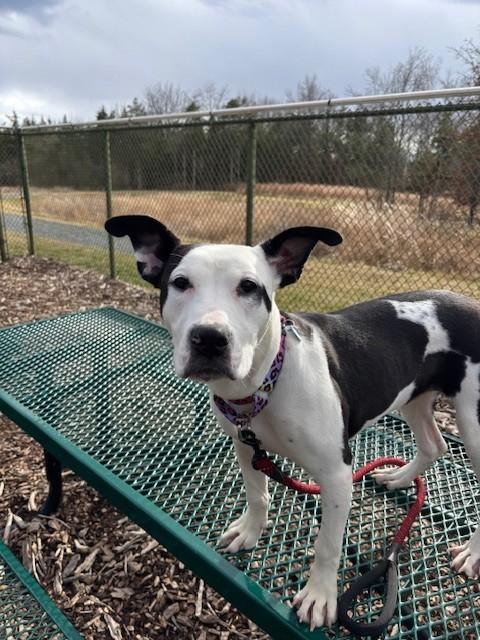 Enlarge TILLY, a Adoptable mixed breed in Leesburg, VA image 1/1