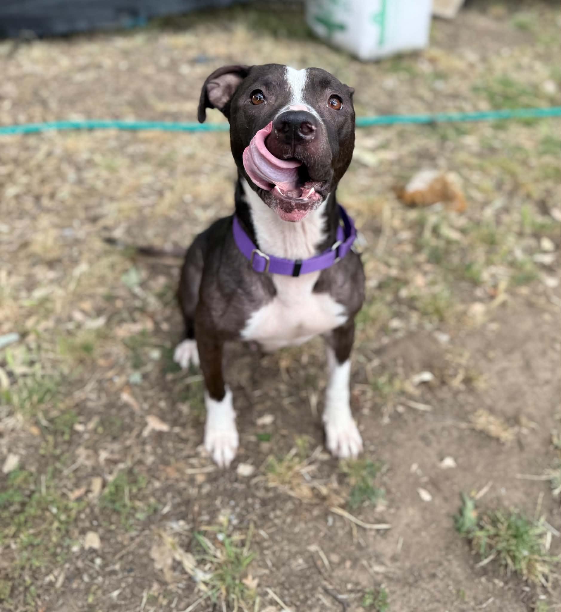 Enlarge Bonnie, a ADOPTABLE mixed breed in Rocklin , CA image 6/6