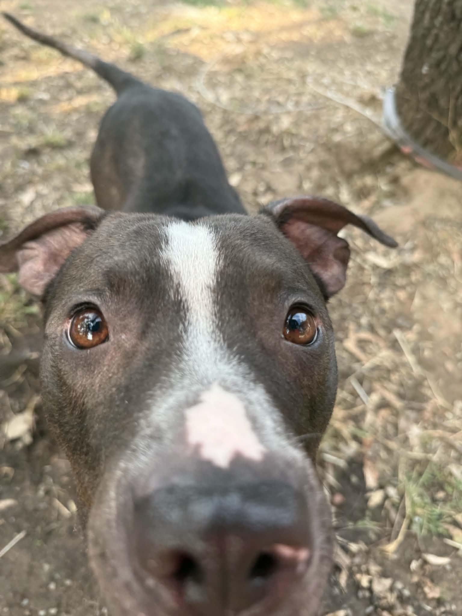 Enlarge Bonnie, a ADOPTABLE mixed breed in Rocklin , CA image 5/6