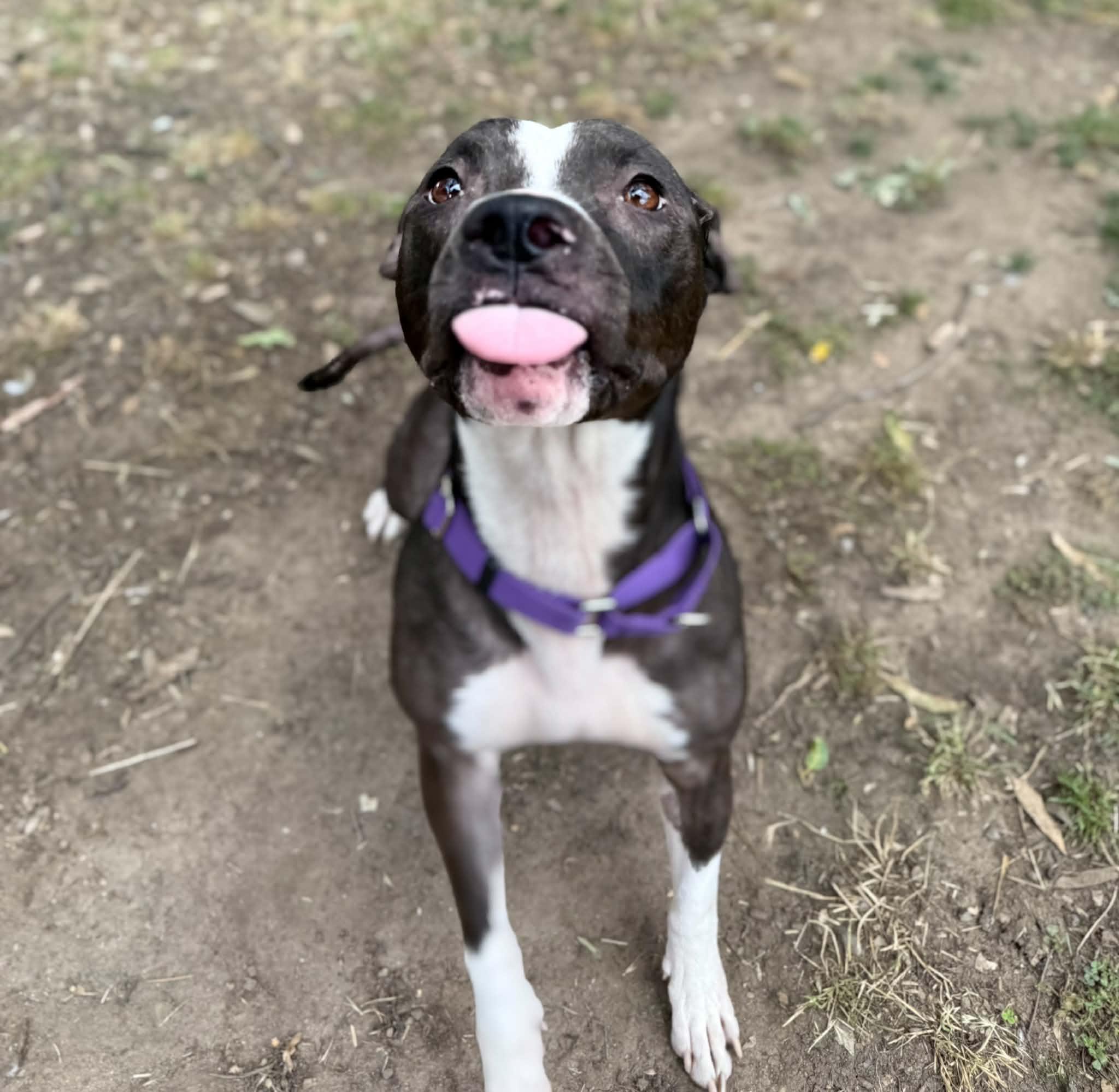 Enlarge Bonnie, a ADOPTABLE mixed breed in Rocklin , CA image 3/6