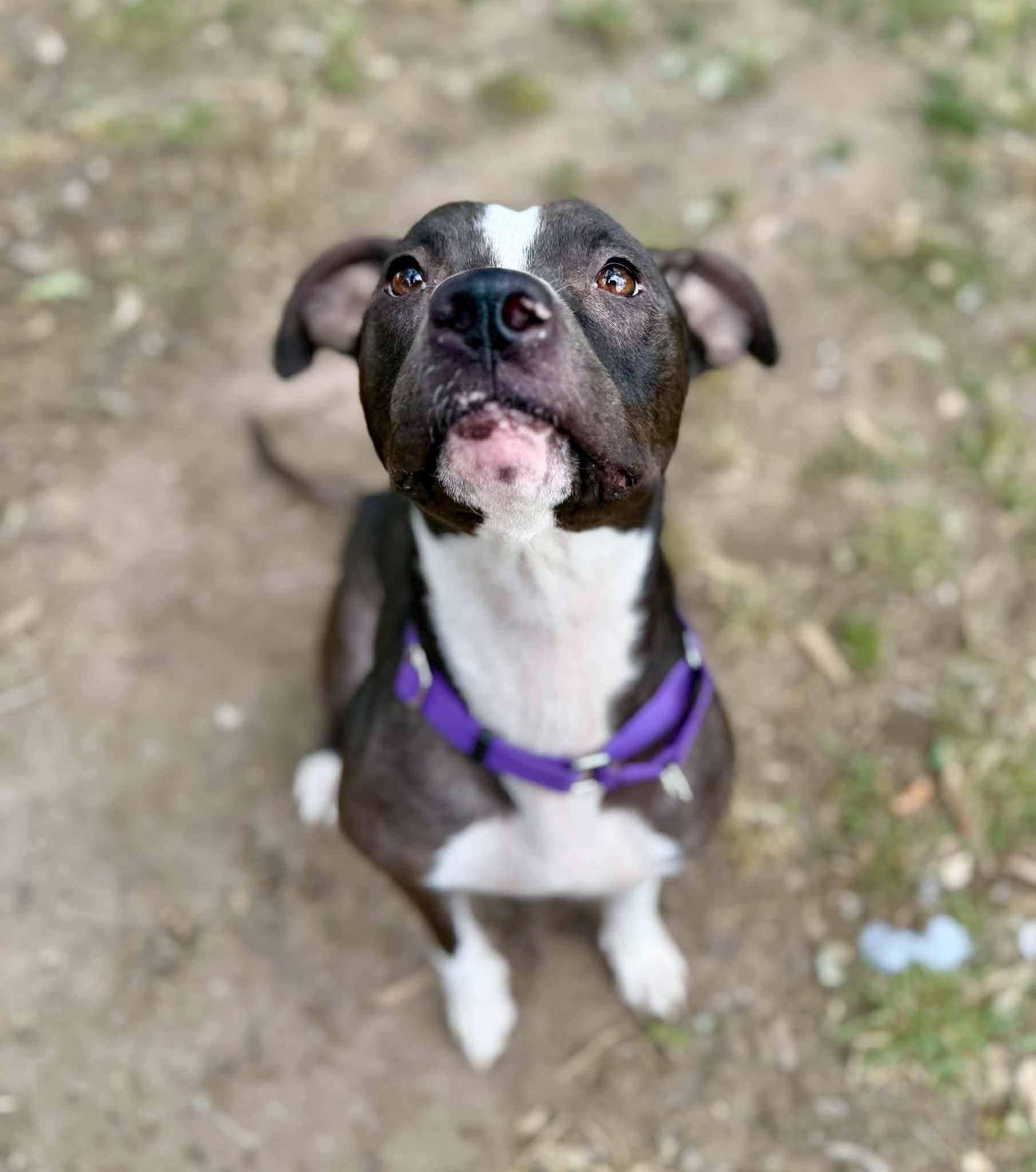 Enlarge Bonnie, a ADOPTABLE mixed breed in Rocklin , CA image 4/6