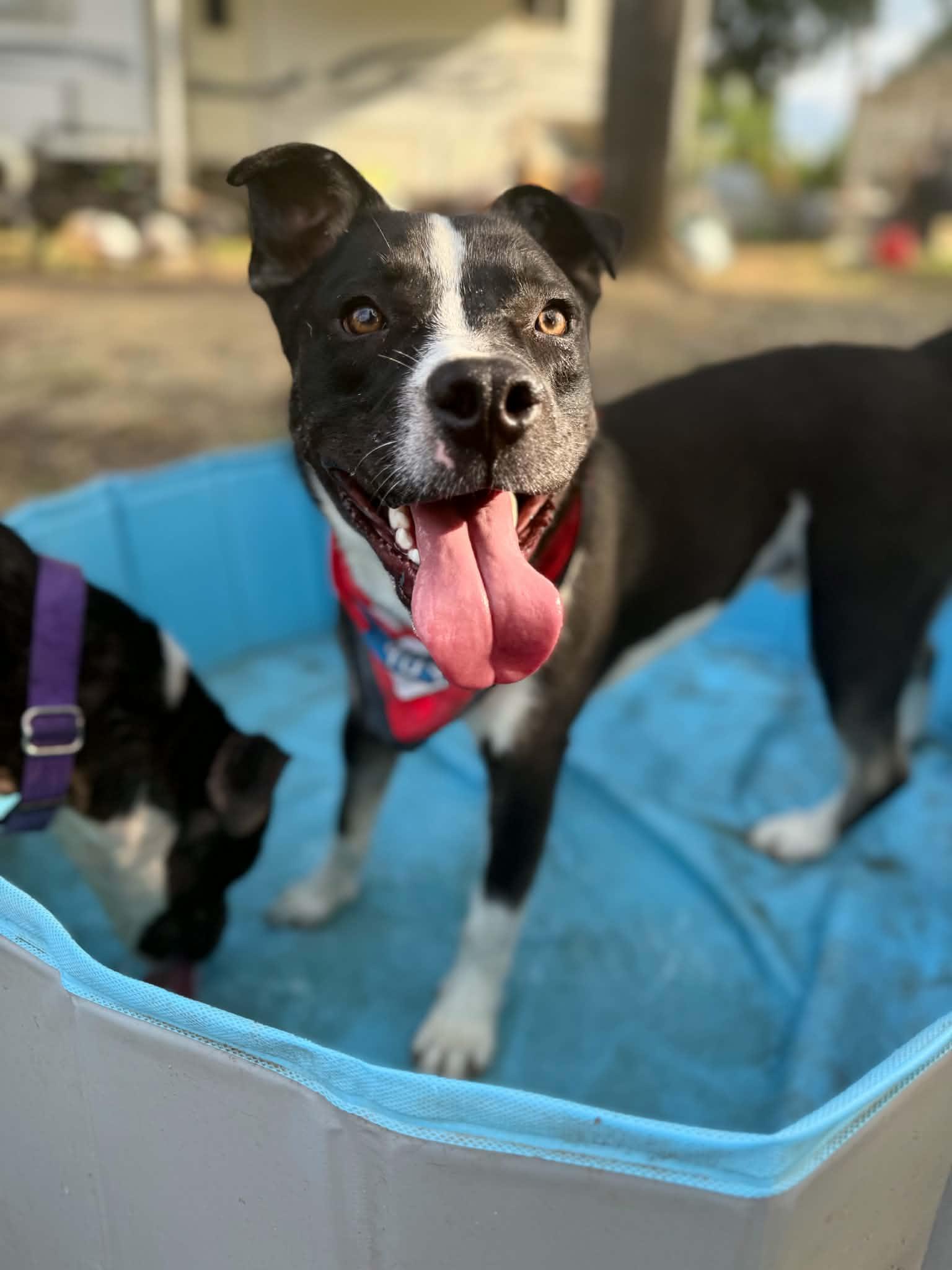 Bonnie, ADOPTABLE, Senior Female Pit Bull Terrier.