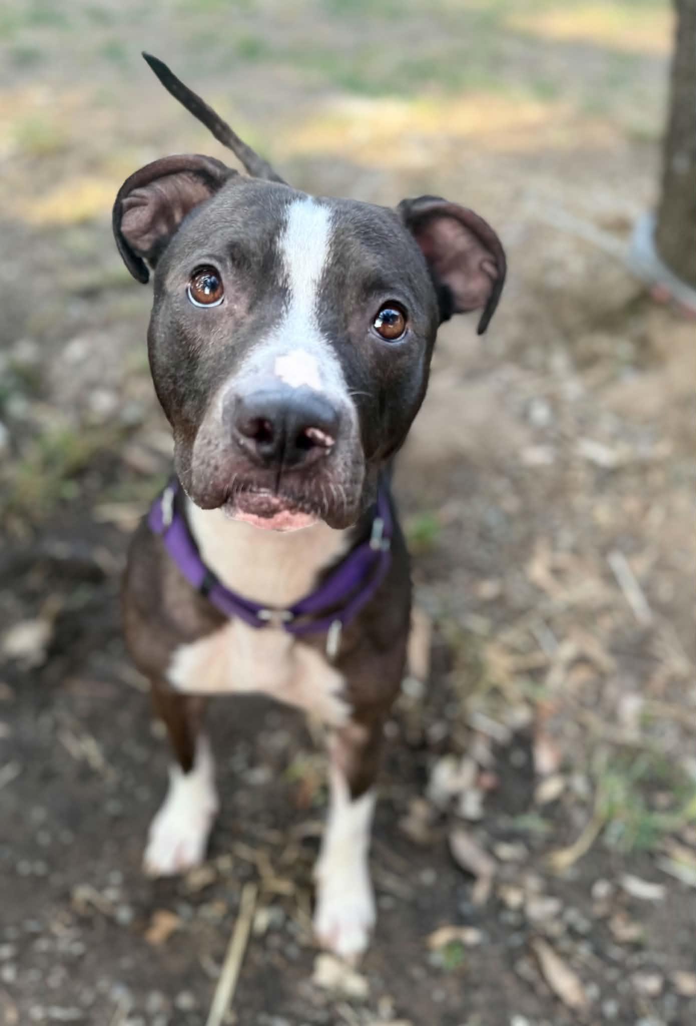 Enlarge Bonnie, a ADOPTABLE mixed breed in Rocklin , CA image 2/6