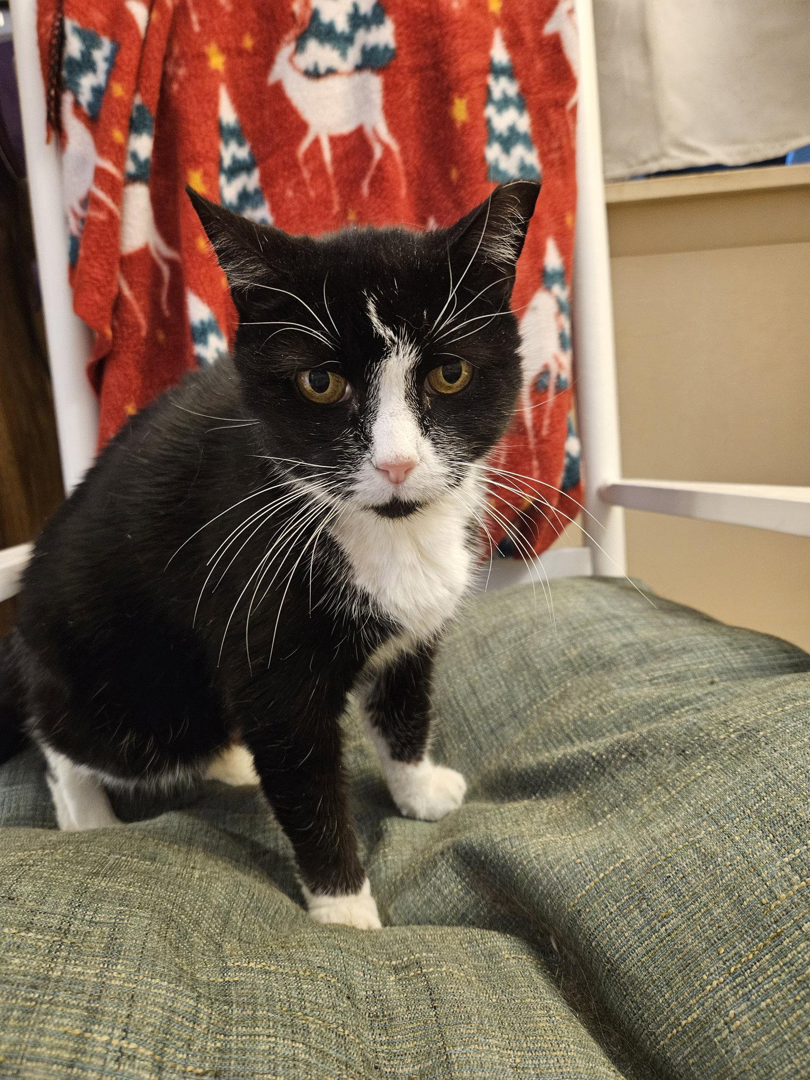 Lola  (24-205), Adopted, Adult Female Domestic Short Hair.