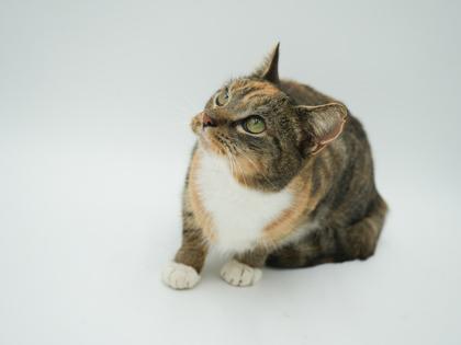 Enlarge Flower, a Adoptable mixed breed in Bowling Green, KY image 1/3