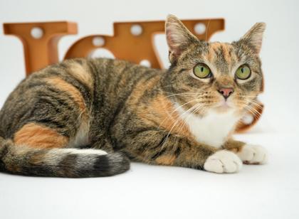 Flower, Adoptable, Adult Female Domestic Short Hair & Domestic Short Hair.