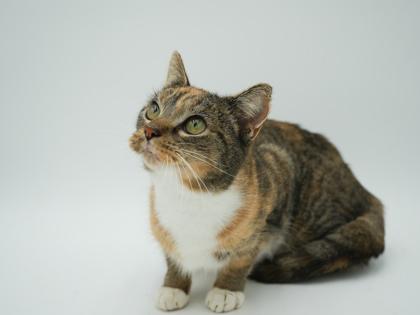 Enlarge Flower, a Adoptable mixed breed in Bowling Green, KY image 2/3