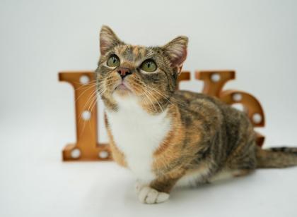 Enlarge Flower, a Adoptable mixed breed in Bowling Green, KY image 2/3