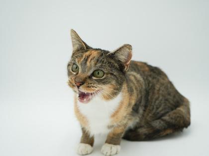 Enlarge Flower, a Adoptable mixed breed in Bowling Green, KY image 3/3