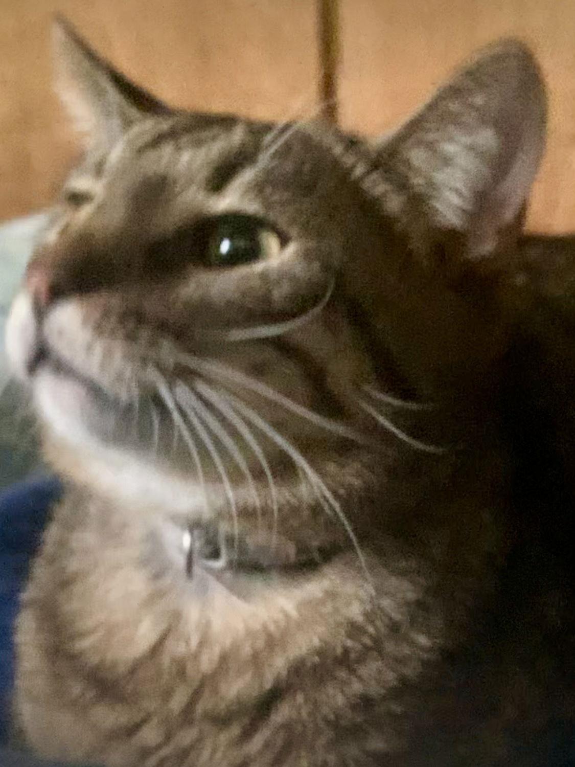 Zonk, a Adoptable Tabby in Piedmont, MO image 1/3