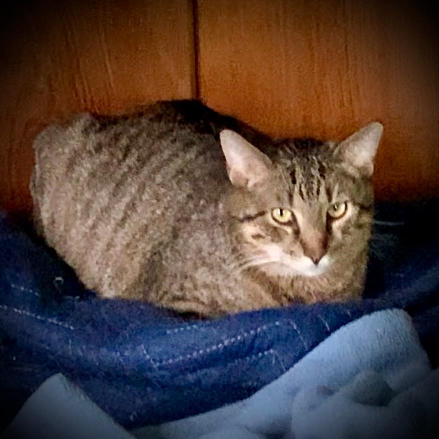 Enlarge Zonk (Tan & Black Tabby), a Adoptable Tabby in Piedmont, MO image 2/3