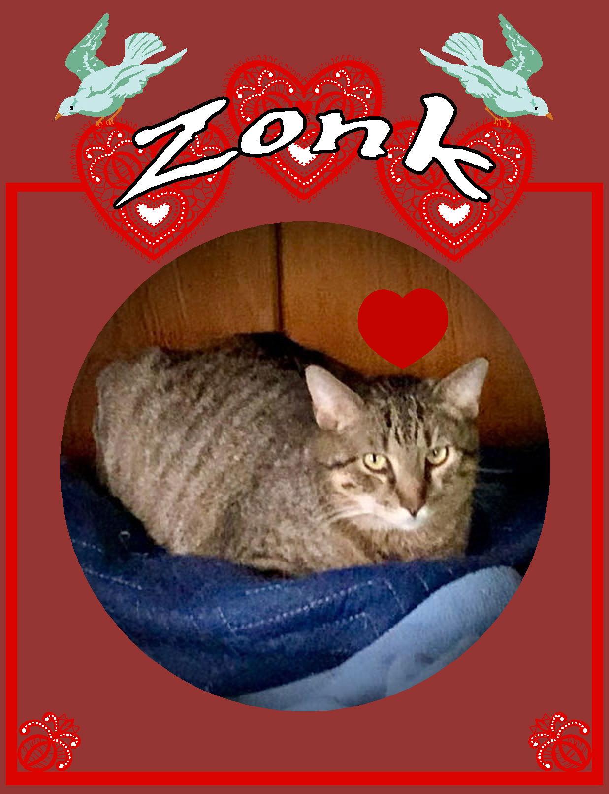 Enlarge Zonk (Tan & Black Tabby), a Adoptable Tabby in Piedmont, MO image 3/3