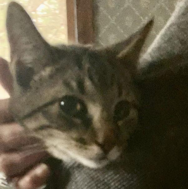 Zonk, a Adoptable Tabby in Piedmont, MO image 2/3