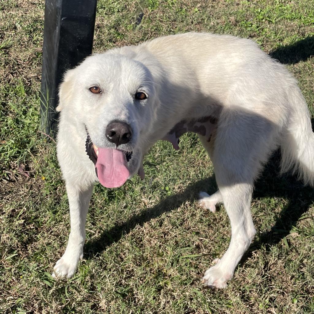 Enlarge Brie, a Adoptable Great Pyrenees in Brenham, TX image 5/6