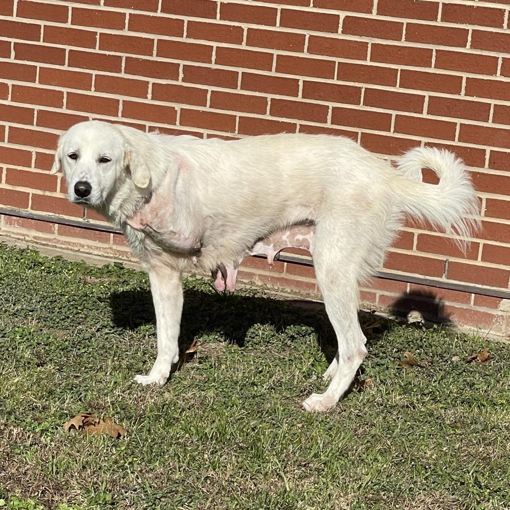 Enlarge Brie, a Adoptable Great Pyrenees in Brenham, TX image 3/6