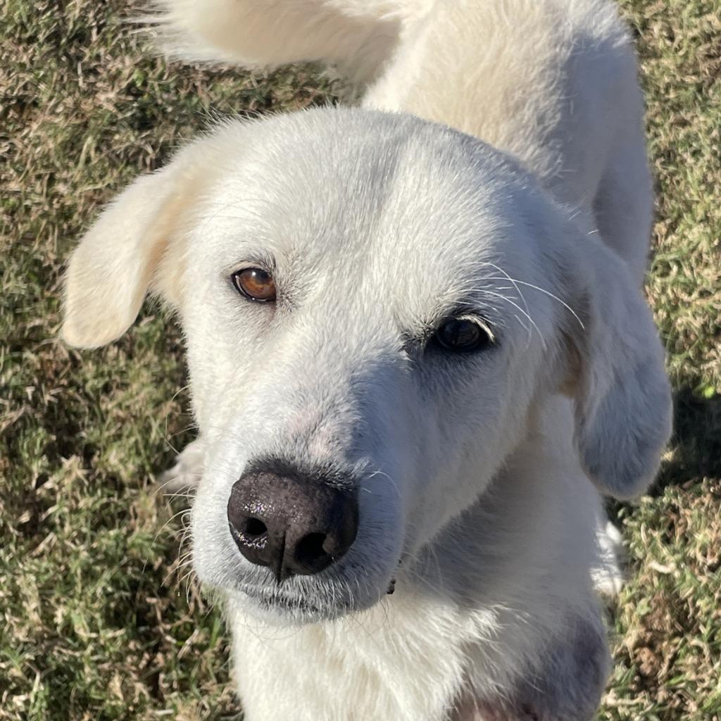 Brie, Adoptable, Adult Female Great Pyrenees.
