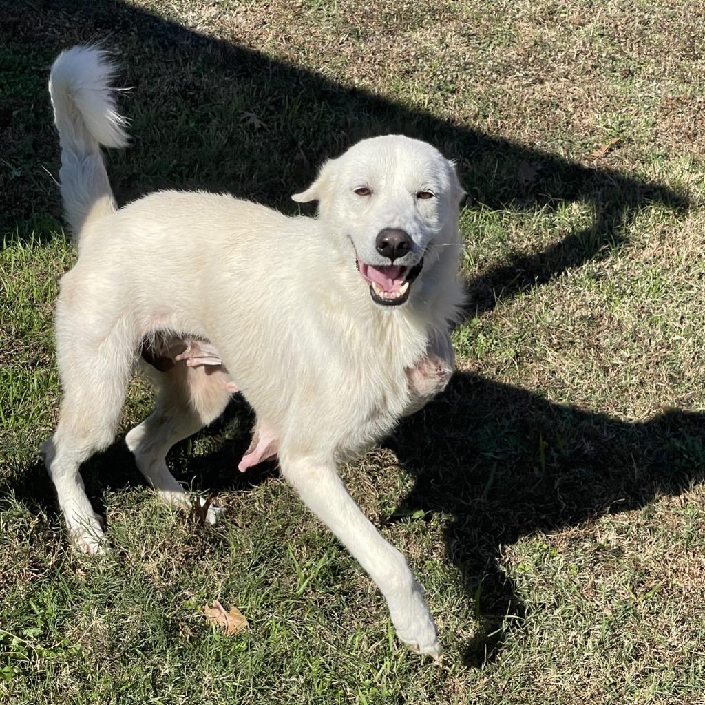 Enlarge Brie, a Adoptable Great Pyrenees in Brenham, TX image 2/6