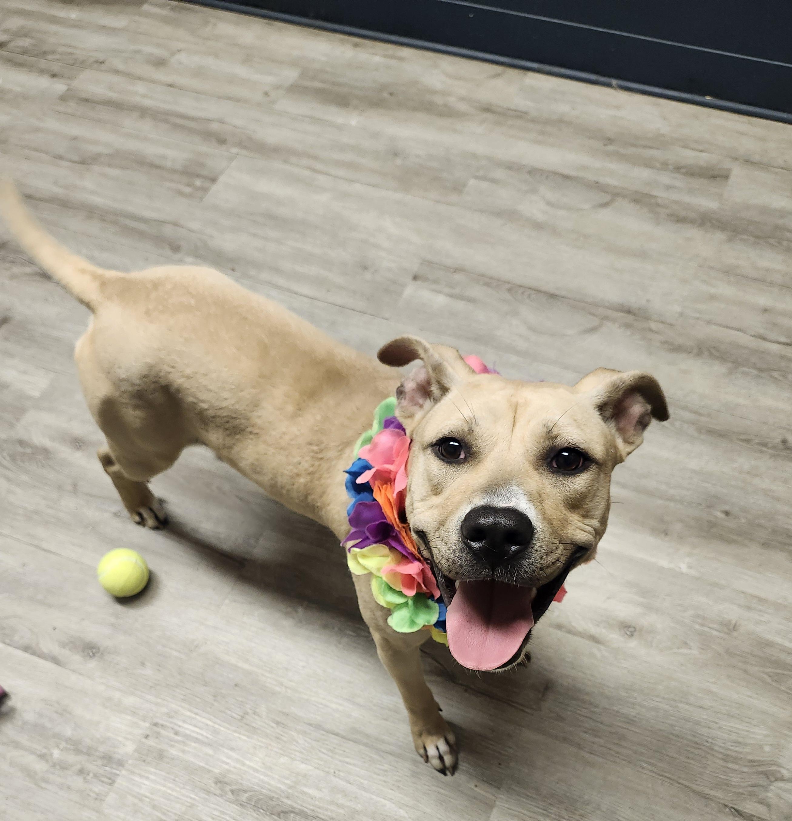 Cherry, a Adoptable mixed breed in Mansfield, OH image 1/4