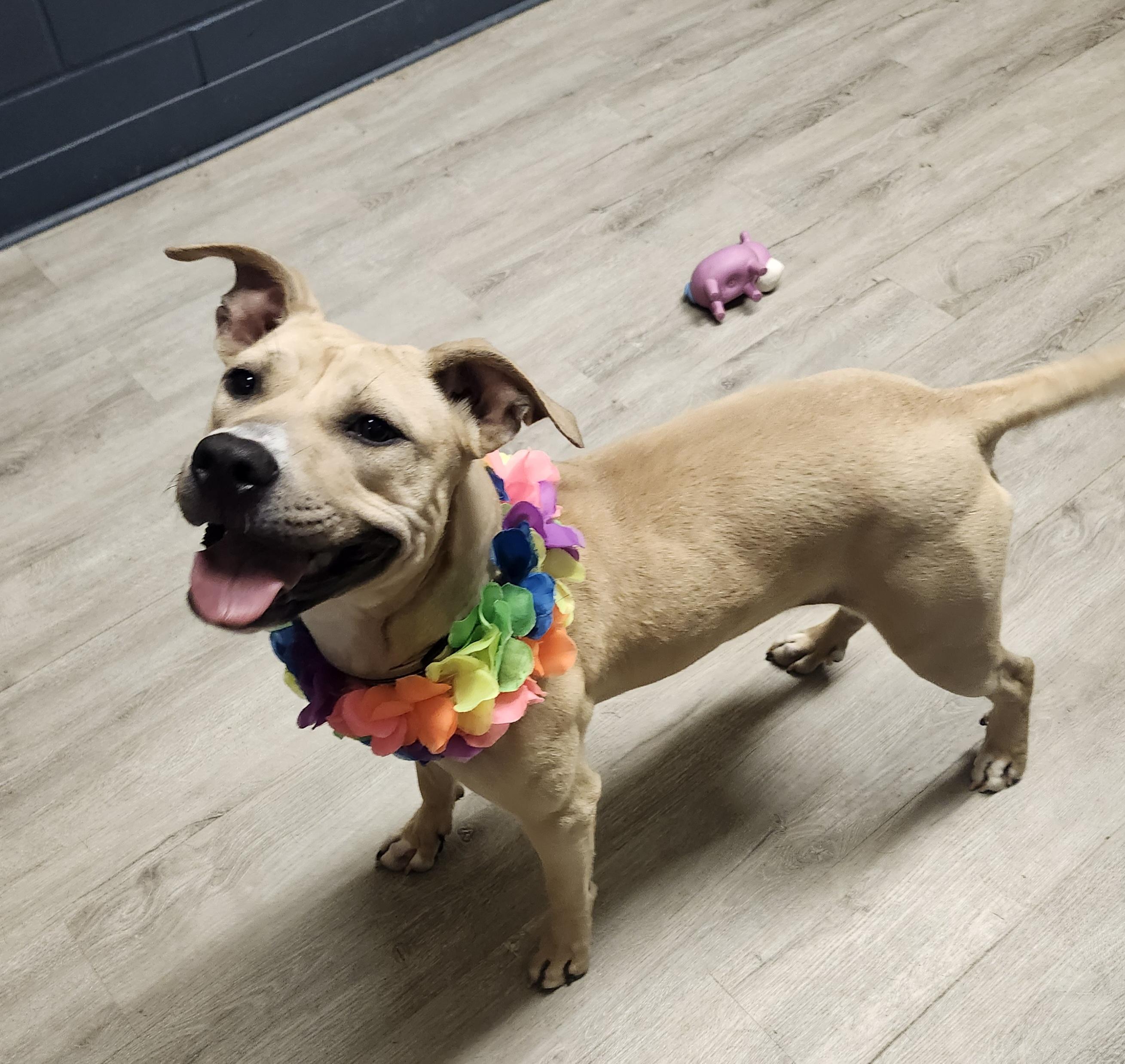 Cherry, a Adoptable mixed breed in Mansfield, OH image 2/4