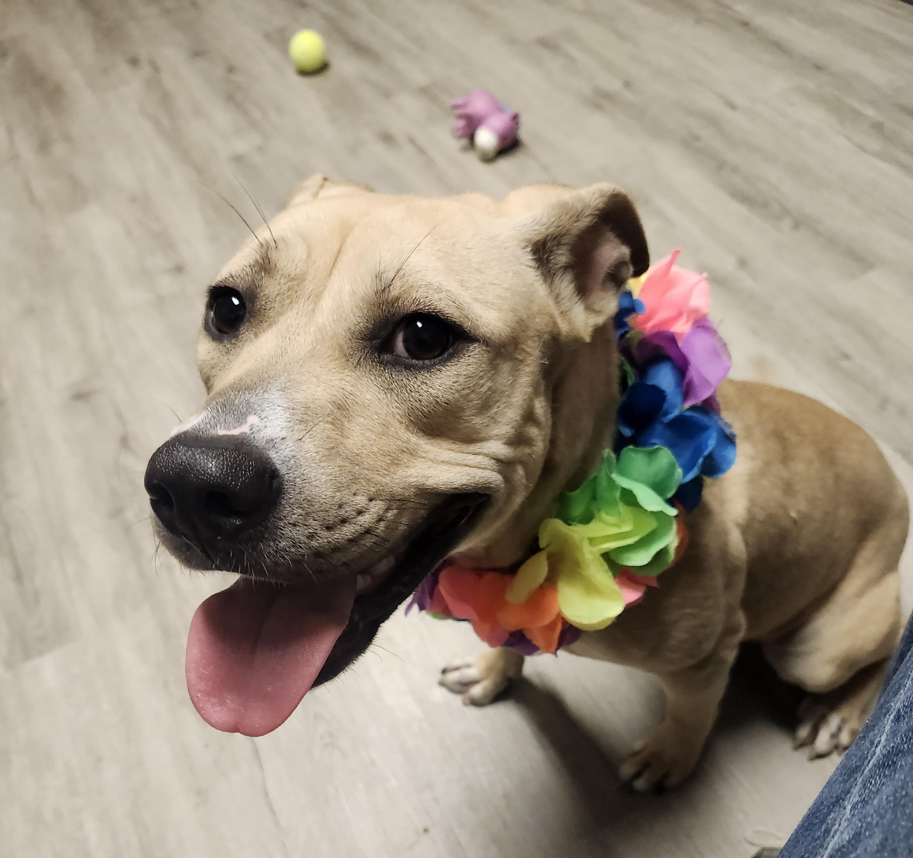 Cherry, a Adoptable mixed breed in Mansfield, OH image 3/4