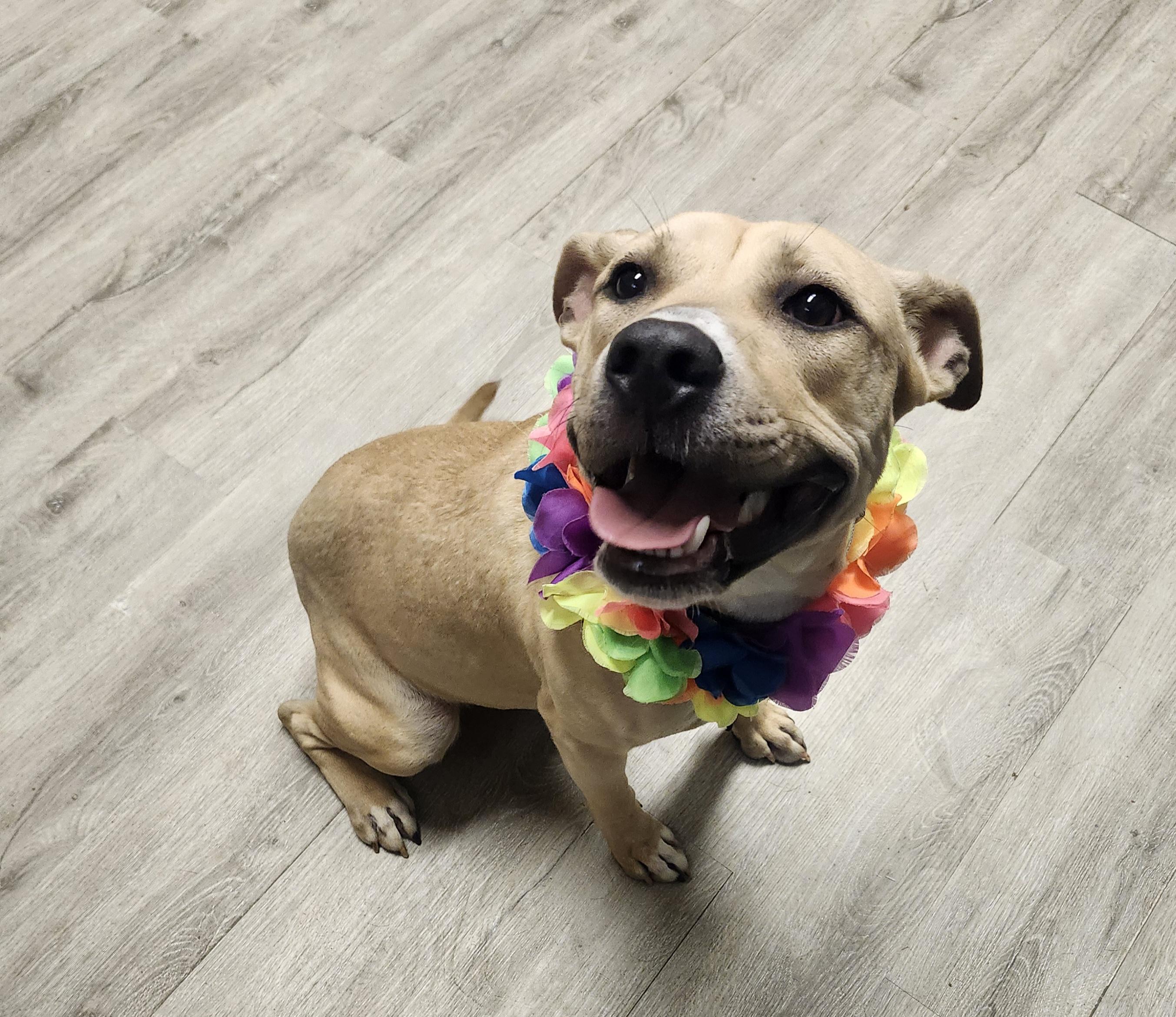 Cherry, a Adoptable mixed breed in Mansfield, OH image 4/4