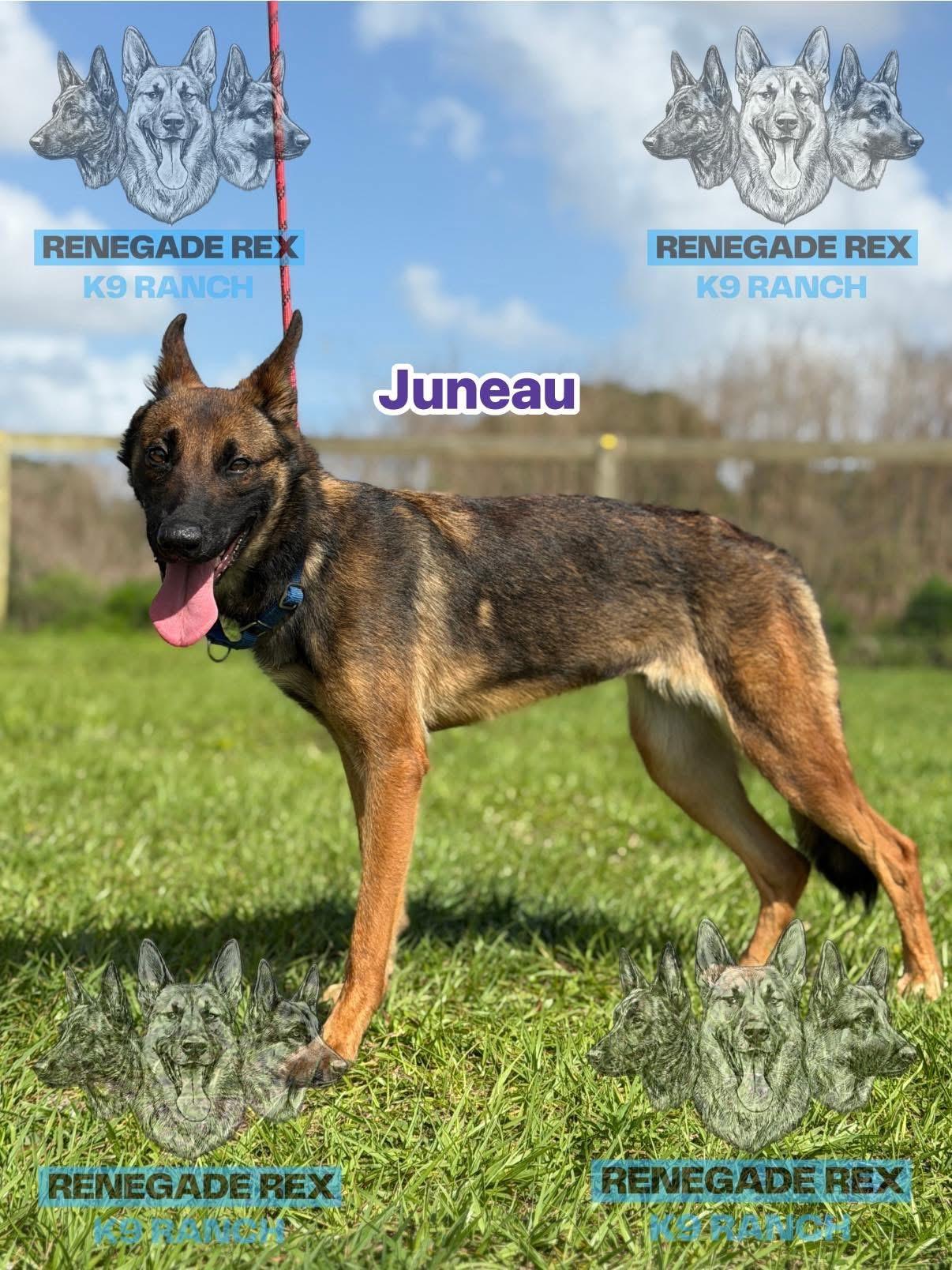 Enlarge Juneau, an adopted mixed breed in Port Saint Lucie, FL image 2/3