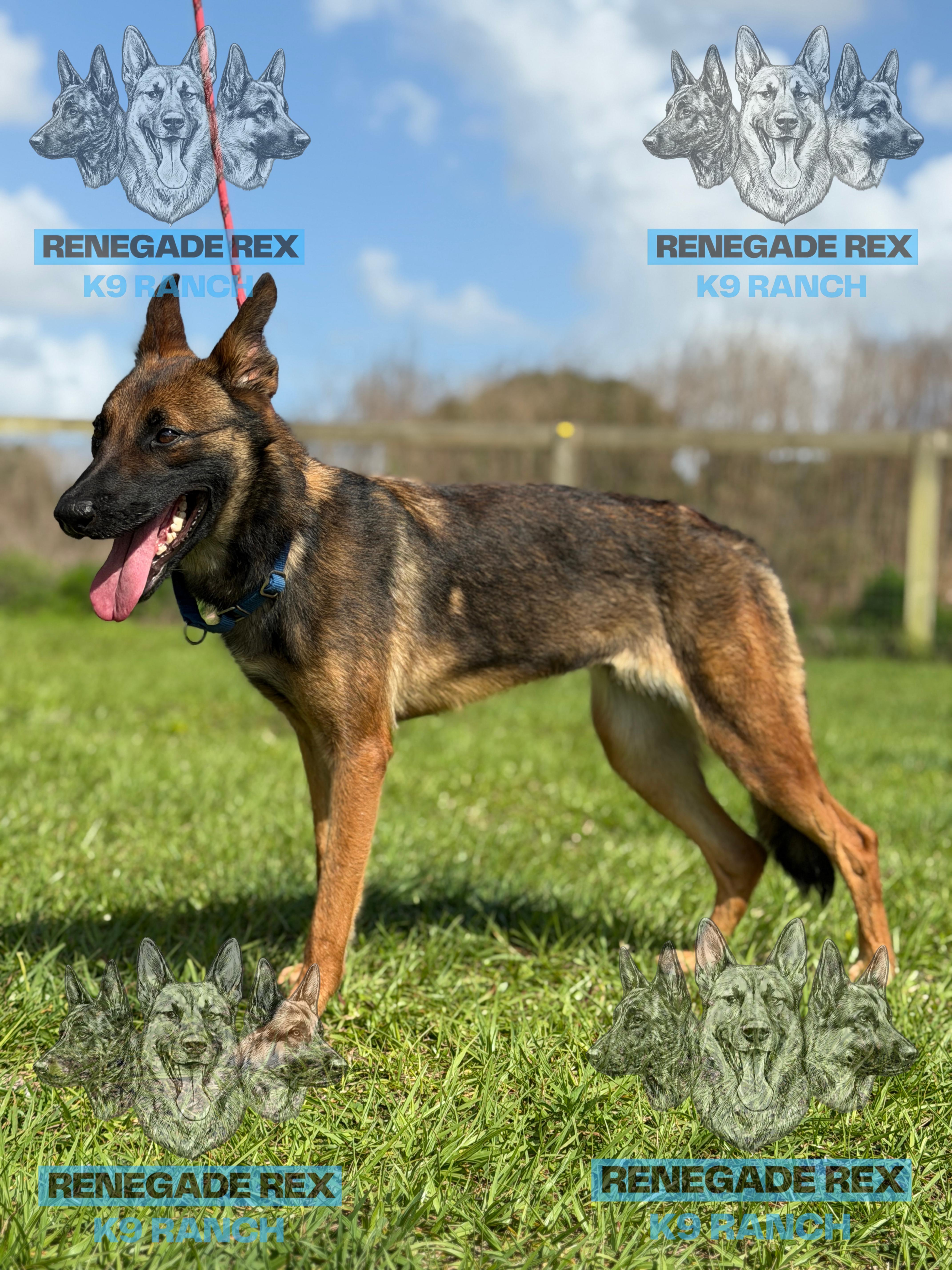 Enlarge Juneau, an adopted mixed breed in Port Saint Lucie, FL image 3/3