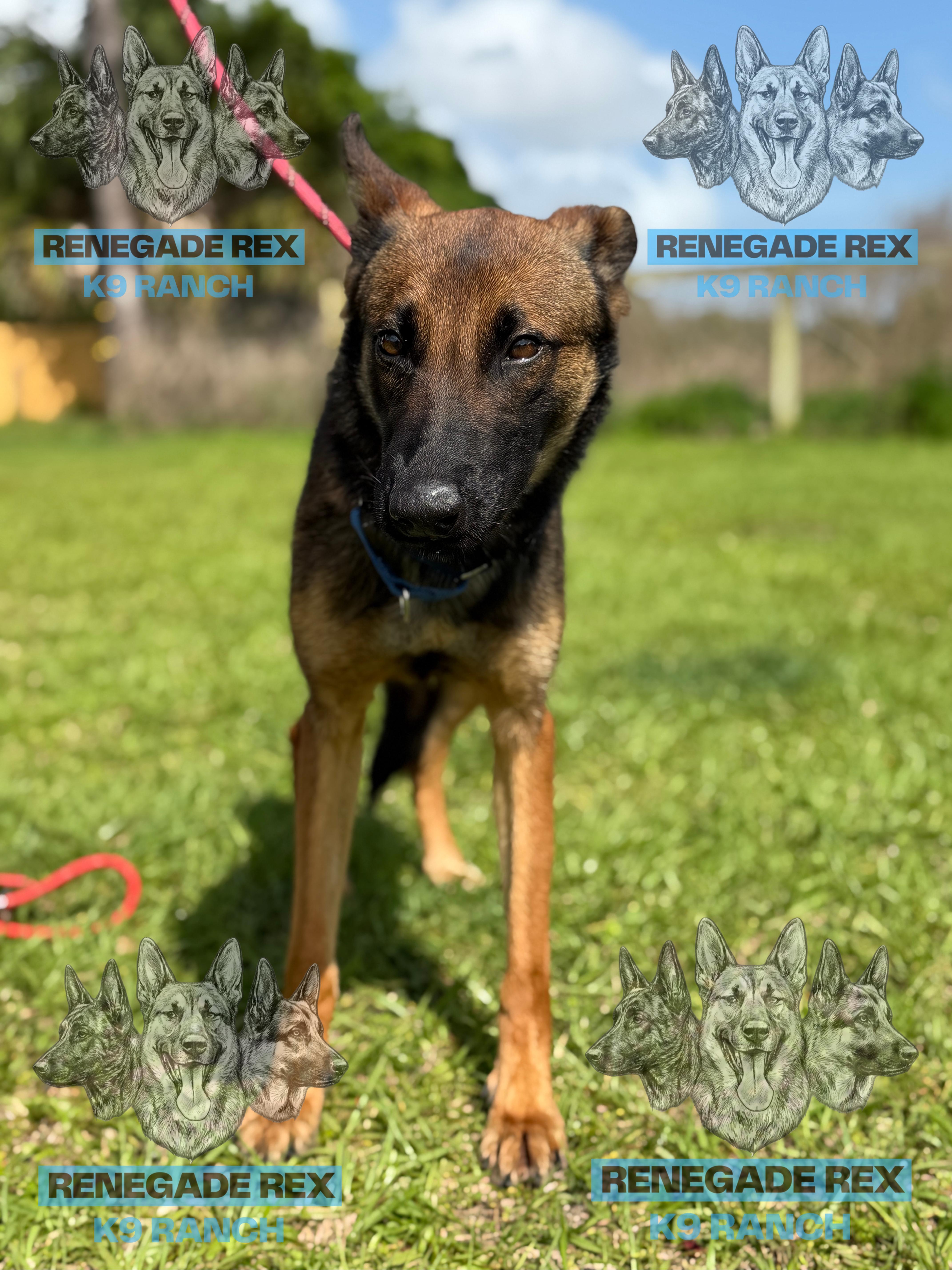 Juneau, adopted, Puppy Female German Shepherd Dog & Belgian Shepherd / Malinois.