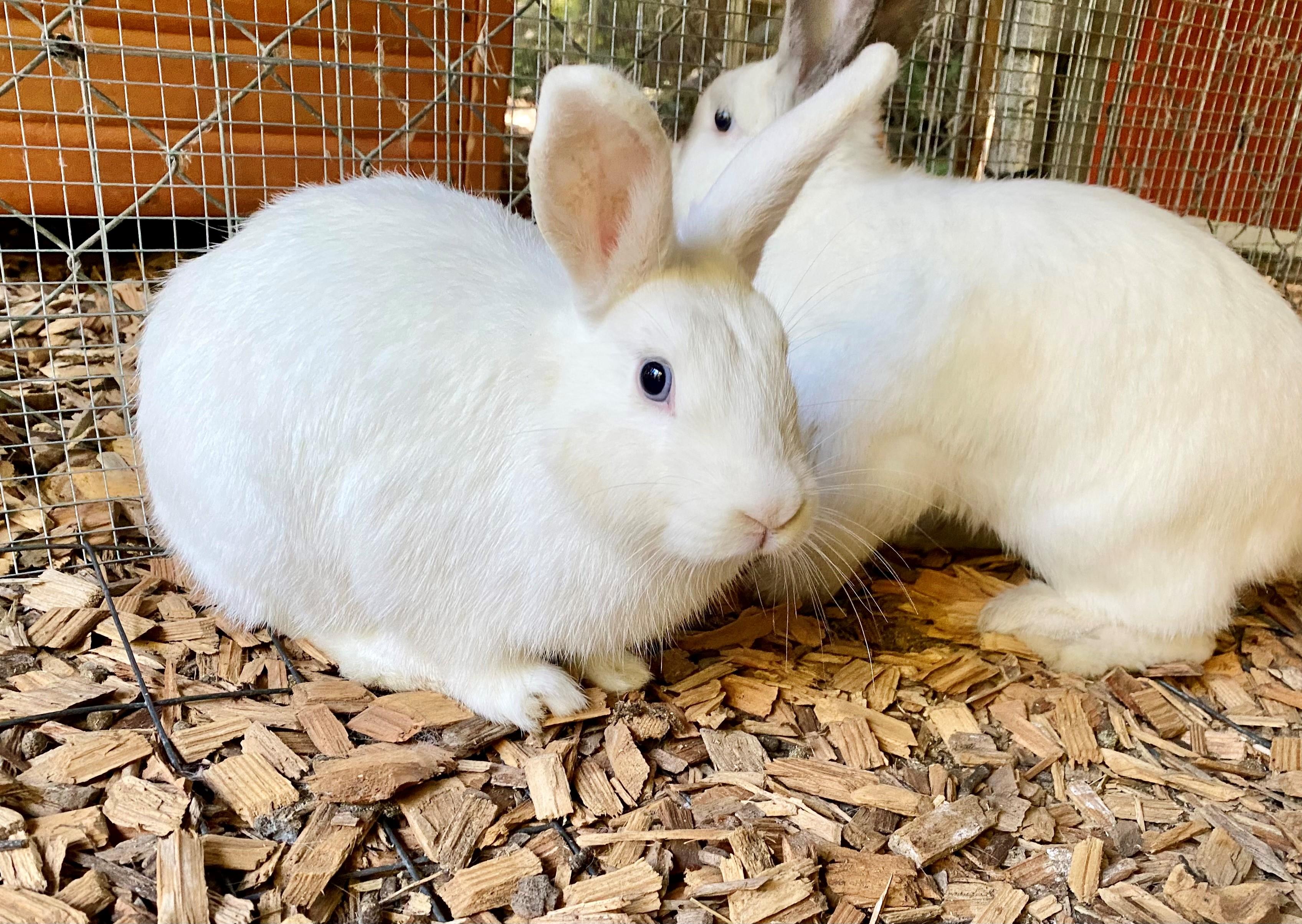 Pebbles (bonded to Rain and Mist), a Adoptable American in Seattle, WA image 2/4