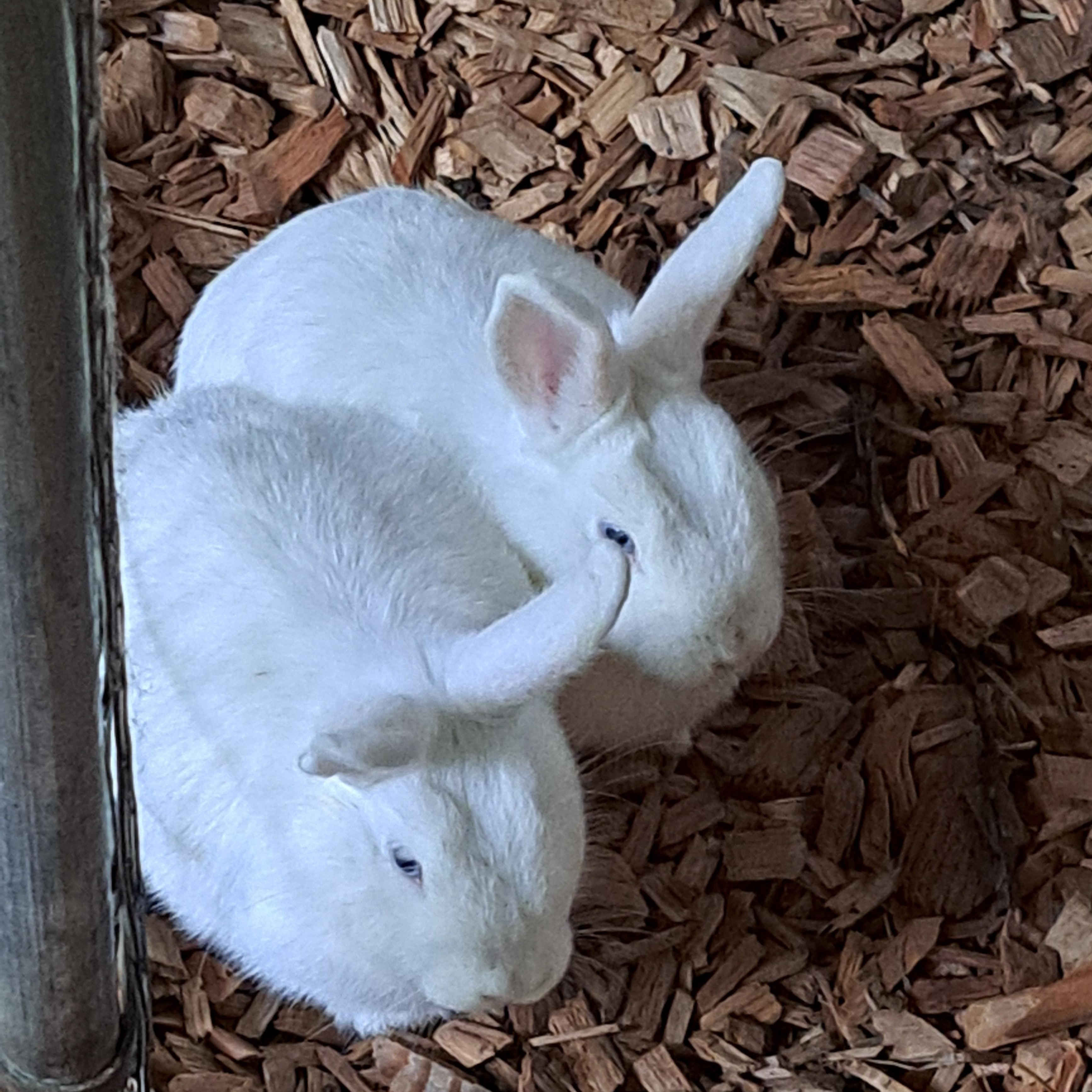 Pebbles (bonded to Rain and Mist), a Adoptable American in Seattle, WA image 4/4