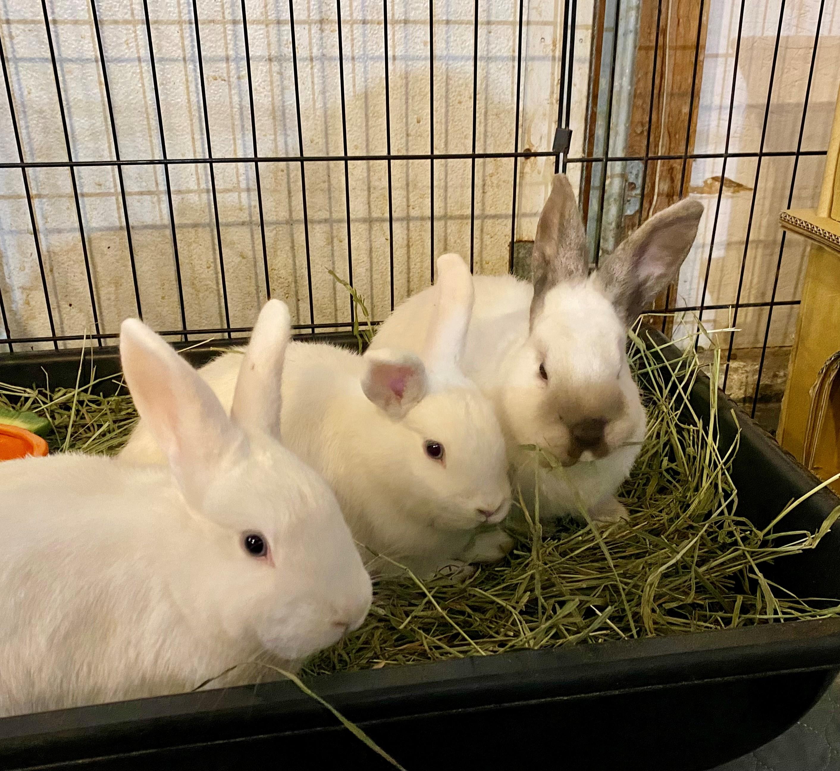 Pebbles (bonded to Rain and Mist), Adoptable, Adult Female American.