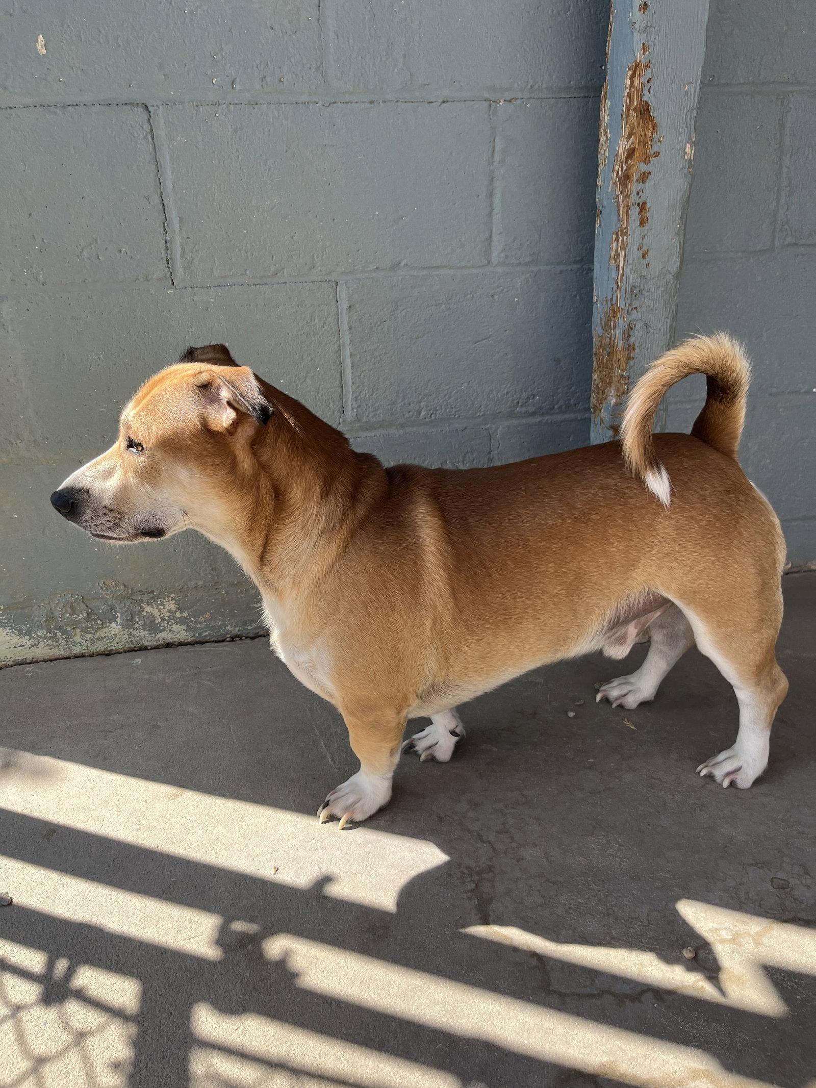 George, Adoptable, Young Male Mixed Breed.