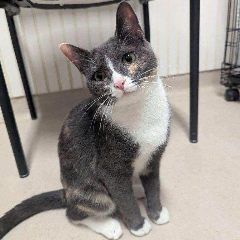 25-179 Birch (w Luna), Adoptable, Adult Female Domestic Short Hair.
