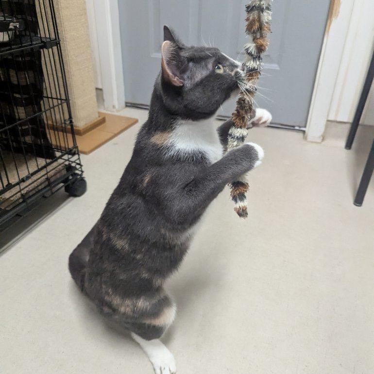 25-179 Birch (w Luna), a Adoptable Domestic Short Hair in North Branford, CT image 2/5